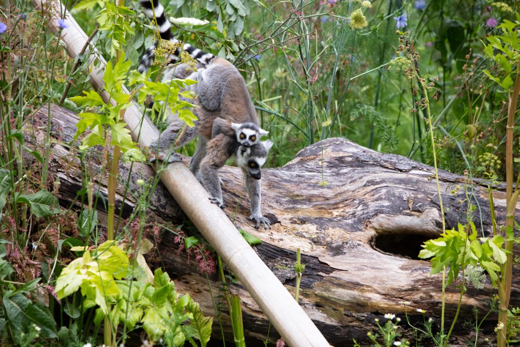 Fota Wildlife Park Announces The First Two Baby Ring-tailed Lemur ...